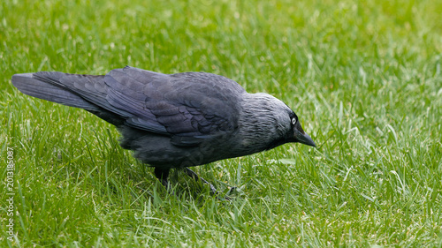 Obraz na plátne A jackdaw bird with striking white eyes pecks at the grass.