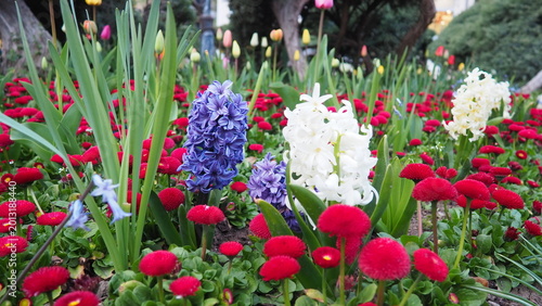 Tableau sur toile Colourful Terry Hyacinthus bulbous herb and Red Bellis perennis English daisy, spring-blooming perennials