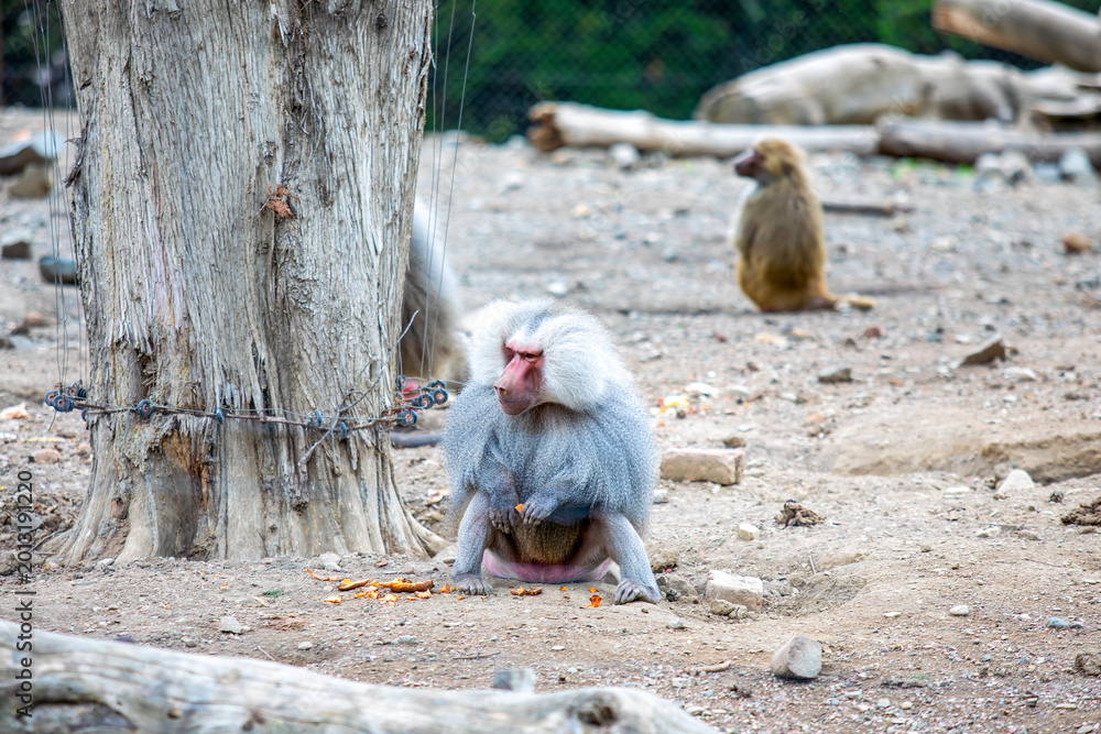 Obraz premium Hamadryas baboon male sitting on dusty ground, eating food scraps from his hand while another baboon watches near a tree trunk in a zoo enclosure, daytime scene