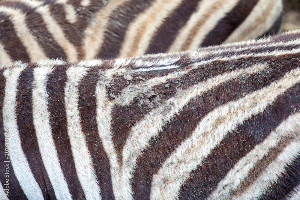 Fototapeta premium Zebra skin pattern on animal fur, showing textured black and white stripes and natural camouflage, a unique wildlife texture background