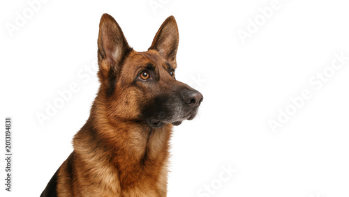 Konstfotografi Isolated German Shepherd dog, alert and focused, looking right, beautiful studio