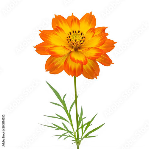 Bright orange flower with green stem and leaves isolated on transparent background