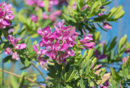 Sweet pea bush flowers blooming in sunlight Polygala myrtifolia