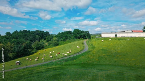 Discover the peaceful charm of a French landscape with cows in lush green fields and nature's tranquility