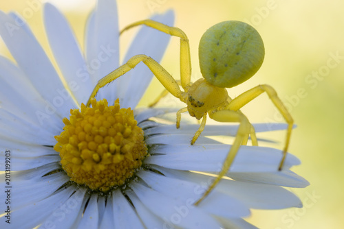 Tableau sur toile Yellow spider on a daisy flower