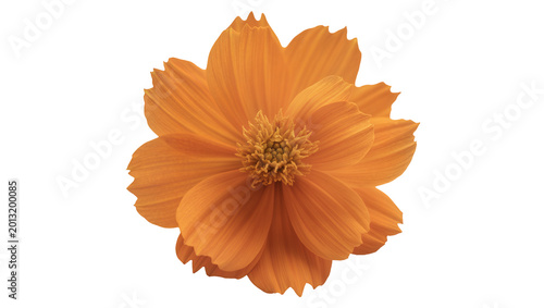Foto Isolated vibrant orange garden flower with ruffled petals and a prominent yellow