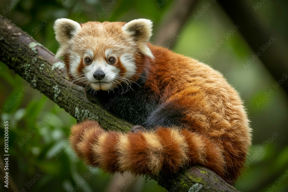 Fototapeta premium Red panda, wildlife photography, forest animal, endangered species, cute mammal