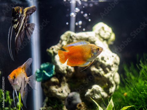 orange and blue gourami fish swimming in a fish tank aquarium