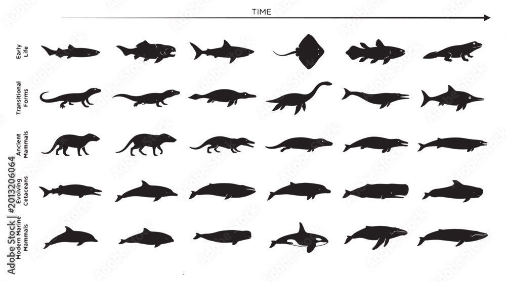 Schilderij op canvas Marine Evolution Timeline Silhouettes Set Pack, Editable Vector Stroke Illustrations