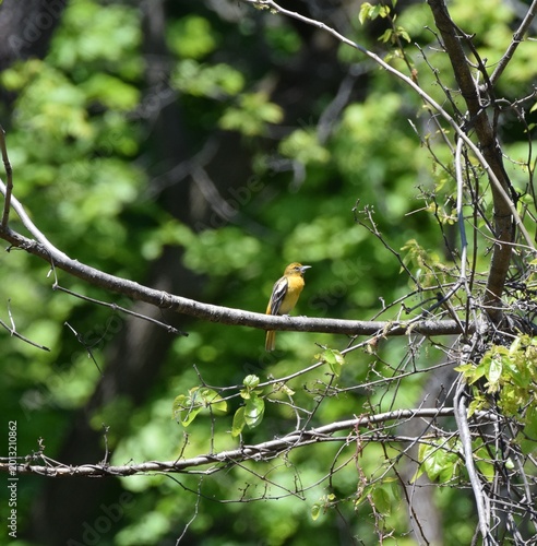 Baltimore Oriole