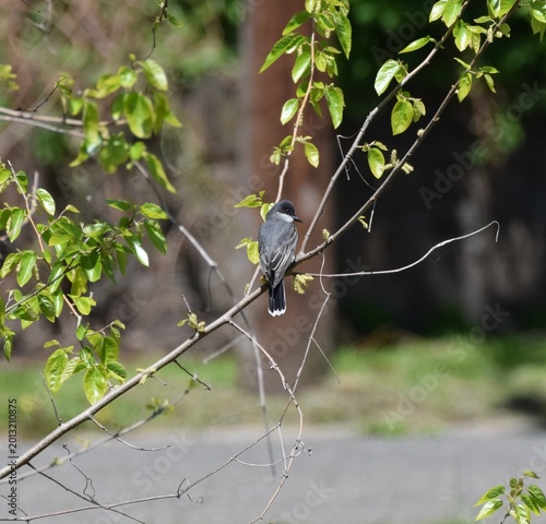 Eastern Kingbird