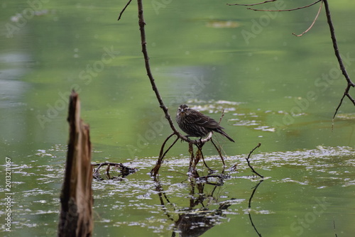 Red Wing Blackbird