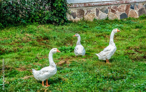 Fotografia Trois oies blanches dans une prairie verdoyante à la campagne