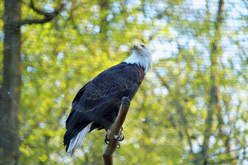 Close-up of a bald eagle (Haliaeetus leucocephalus) perched on a perch