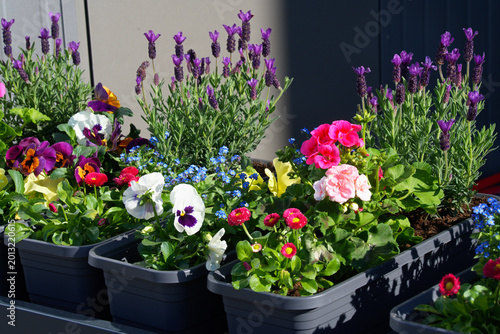 Foto A composition of flowering plants grown in containers