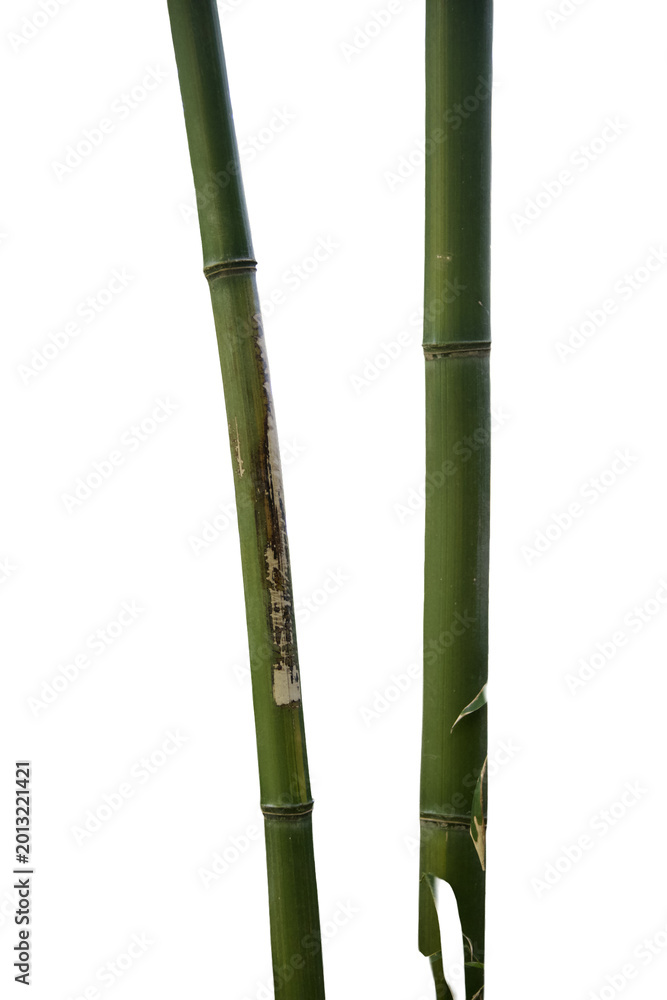 Fototapeta premium two green bamboo shoots isolated on Transparent background 