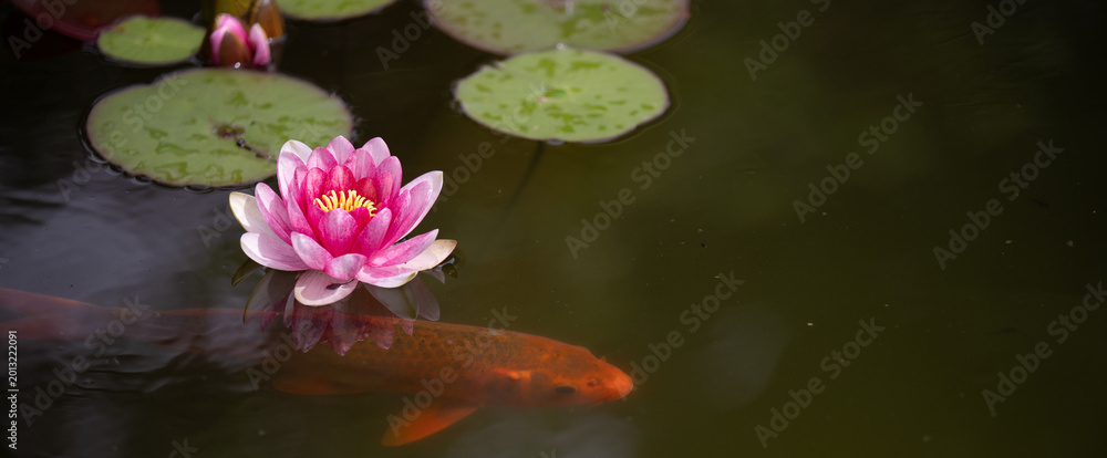 Φωτογραφία A Common Carp in a garden pond with water lilies