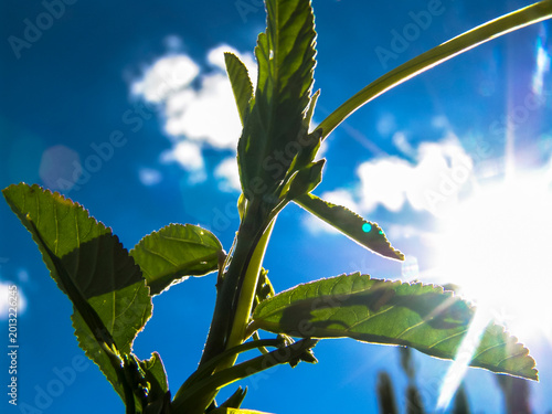 Cuadro en lienzo Morning Glory (Ipomoea sp