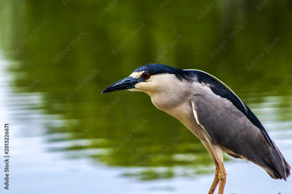 Obraz premium A Black-crowned Night-Heron (Nycticorax nycticorax) stands on a grassy bank. This nocturnal bird, with its striking black, white, and grey plumage, is a common sight in wetlands worldwide.