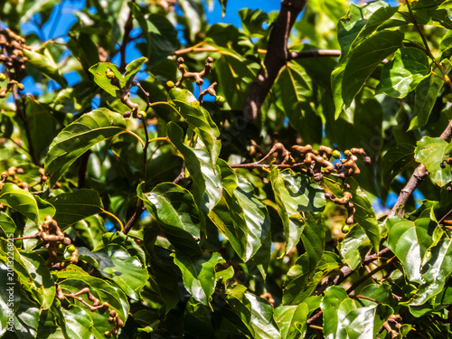 Canvas Print A detailed view of the Hovenia dulcis, commonly known as the Japanese Raisin Tre