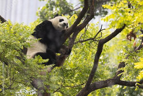 Foto Female panda , Bai Tian, relaxing on the tree, Beijing, China