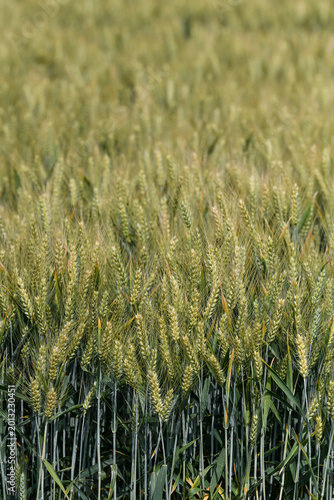 A dense field of wheat with light green ears and darker stalks stretches endlessly down a gentle slope.