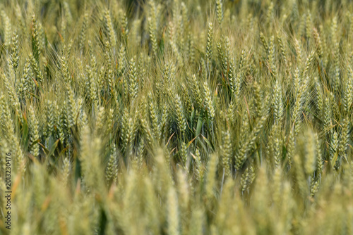 A dense field of wheat transitioning from green to gold is shown in close-up with focus on the central ears.