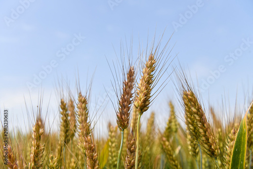 Golden ears of ripe wheat rise towards a clear, light blue sky in the sunlight.