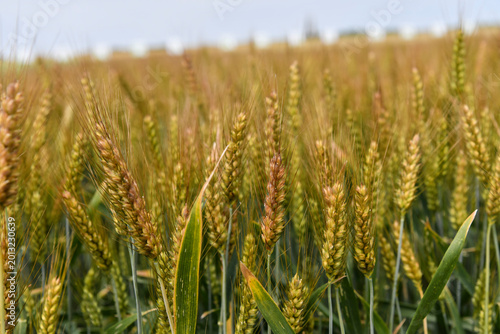 Golden ears of ripe wheat rise towards a clear, light blue sky in the sunlight.