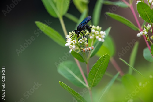 Quadro em tela A Great Black wasp and an Ailanthus webworm moth forage together on the delicate