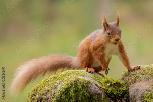 Schilderij op canvas Red Squirrel in Hawes North Yorkshire