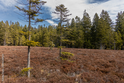Fotografie Early spring view on the meadow in Moorlehrpfad wetland in Thuringian Forest nea