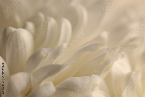 Foto Smoke close-up selective soft focus cream white beige chrysanthemums, aster Flower bud Petals
