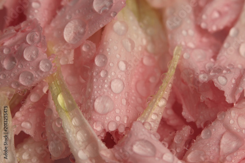 Close-up selective soft focus cream beige pink Flower bud Petal, leaf with Water Drops. Natural art macro background.