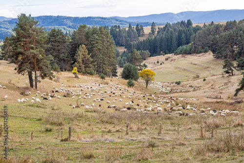 Flock of sheep in a mountain pasture.