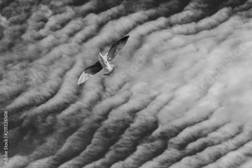 Black and white minimalist photograph of a seagull flying through textured dramatic clouds and open sky. Fine art aerial composition with strong negative space, natural movement, and abstract cloud 