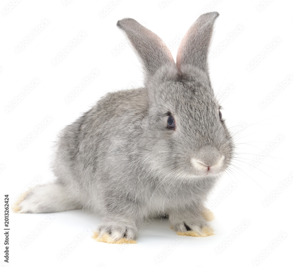 Obraz premium Gray Rabbit Sitting Isolated on White Background