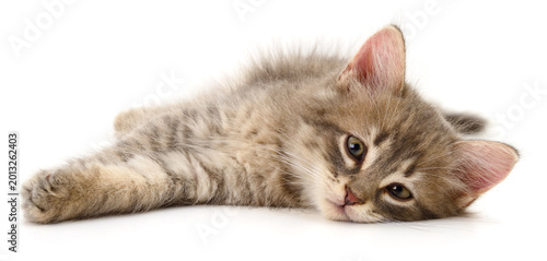 Foto Gray Striped Kitten Lying Down Isolated on White Background