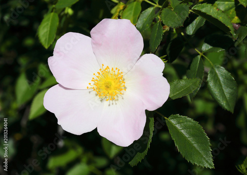 Close-up of a solitary wild dog ​​rose - Rosa canina in bloom. Oeiras, Portugal. Selective focus. Natural background.
