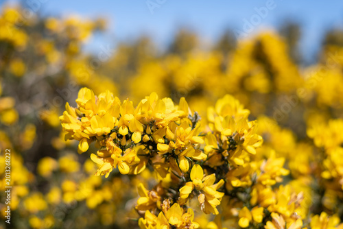 Foto Common gorse (ulex europaeus) flowers in bloom