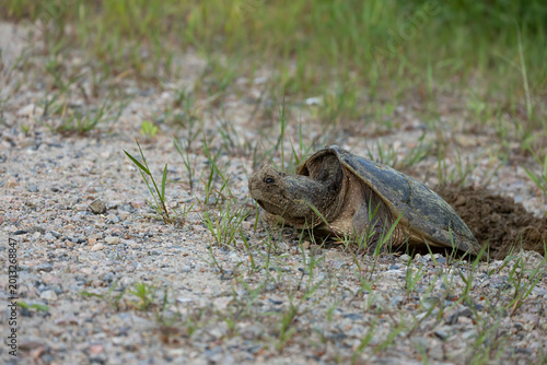Snapping turtle laying eggs in a gravel nest dug with its hind legs 