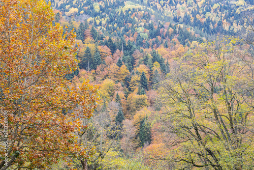 Fall colors in a forest in the Rila mountains of Bulgaria.