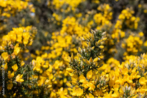 Cuadro en lienzo Common gorse (ulex europaeus) flowers in bloom
