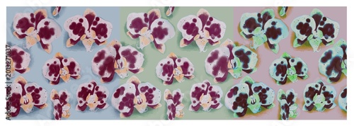 Tableau sur toile Patrón continuo de orquídeas phalaenopsis en varios tonos de color