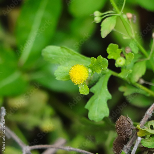 Madras Carpet plant with round yellow blossom and green serrated leaves