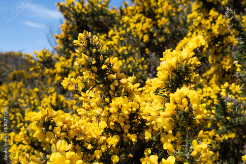 Common gorse (ulex europaeus) flowers in bloom