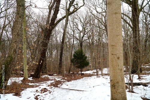 Quiet Snowy Forest Path  at Sagamore Hill