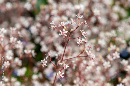 London pride (saxifraga x urbium) flowers in bloom