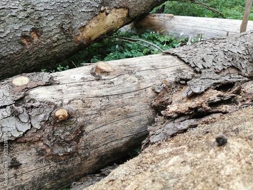 Fotografi Fallen tree logs with rough bark and visible knots lying on the forest floor sur