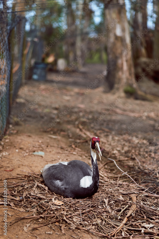 Fototapeta premium Swan bird black nest beak ground forest fence, adult black swan sitting on a leafy nest at forest edge near a wire fence, resting and guarding eggs in natural wildlife habitat.